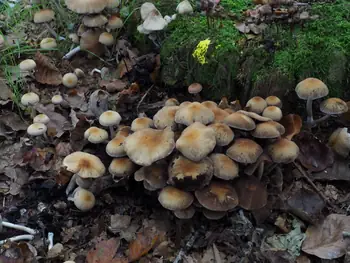 Vagevuurbos en Lippensgoed-Bulskampveld (België)